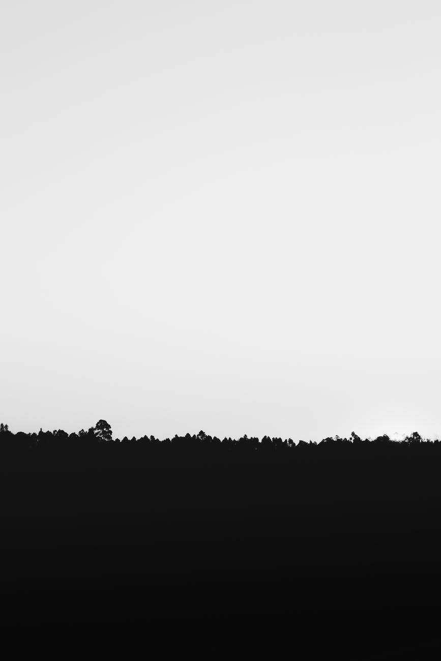 silhouette of grass under white sky